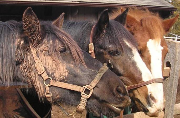 Лошади тяжеловозы: породы, их фото и описание